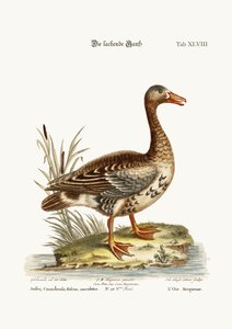笑うガチョウ、1749-73